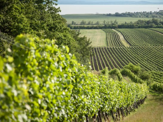 Weinregion im Burgenland